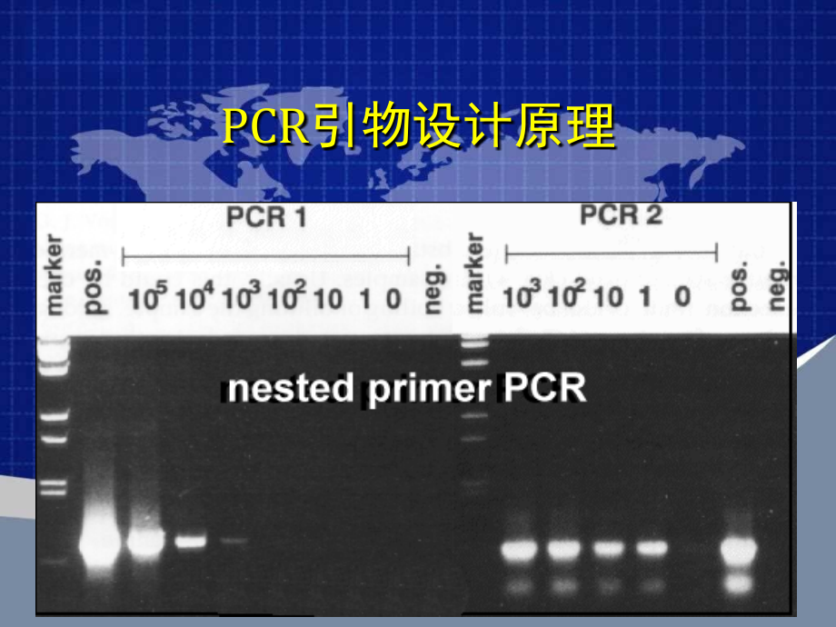 PCR引物设计原理(最新版)[共107页]_第1页