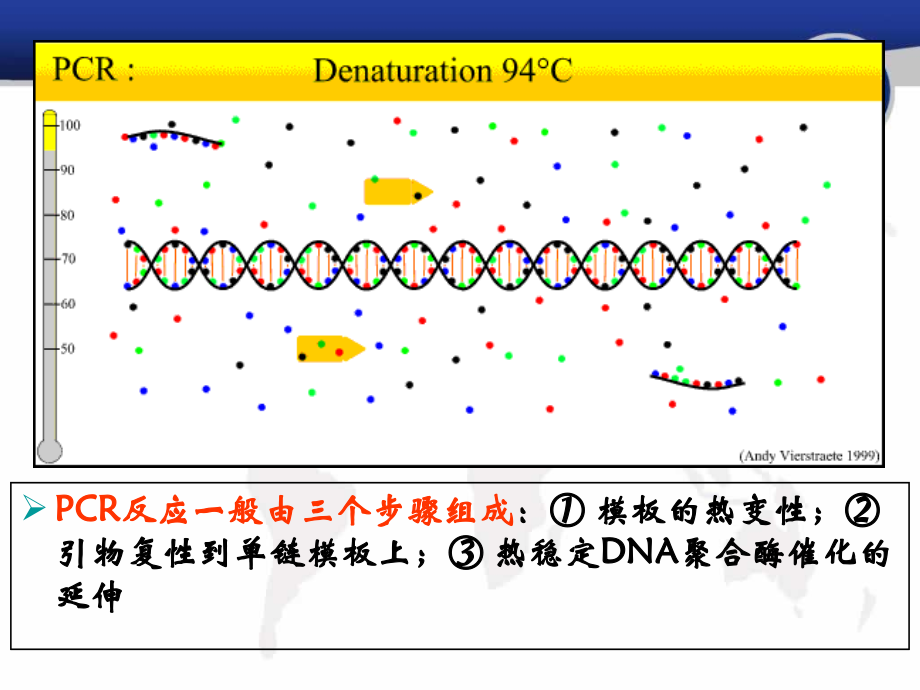 PCR引物设计原理(最新版)[共107页]_第2页