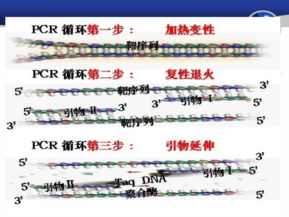 PCR引物设计原理(最新版)[共107页]_第3页