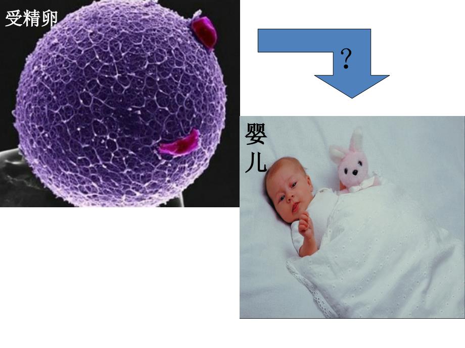 23生物体的结构层1公开课图文知识讲解_第2页