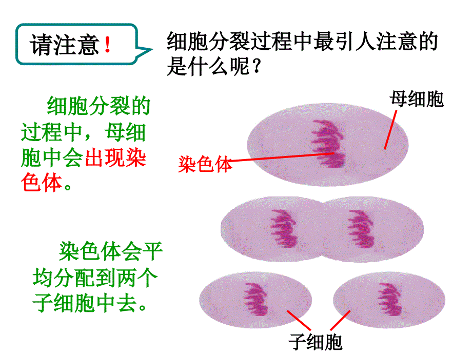 23生物体的结构层1公开课图文知识讲解_第4页