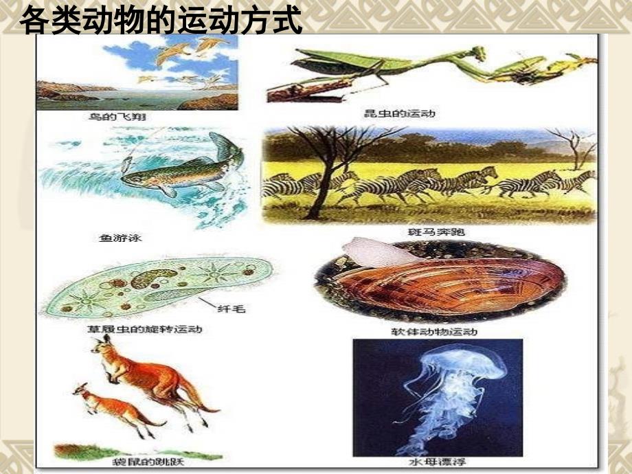 八级生物动物的运动ppt课件_第3页