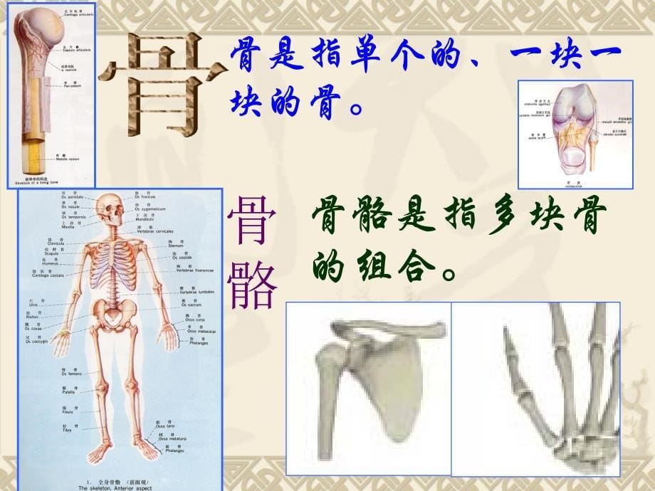 八级生物动物的运动ppt课件_第5页