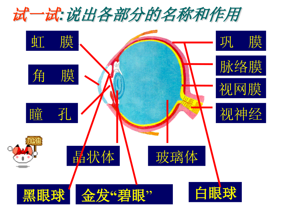 人体对外界环境的感知复习精品PPT课件_第4页