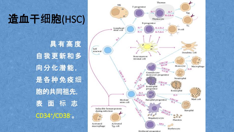 免疫细胞：造血干细胞(HSC) PPT课件_第2页