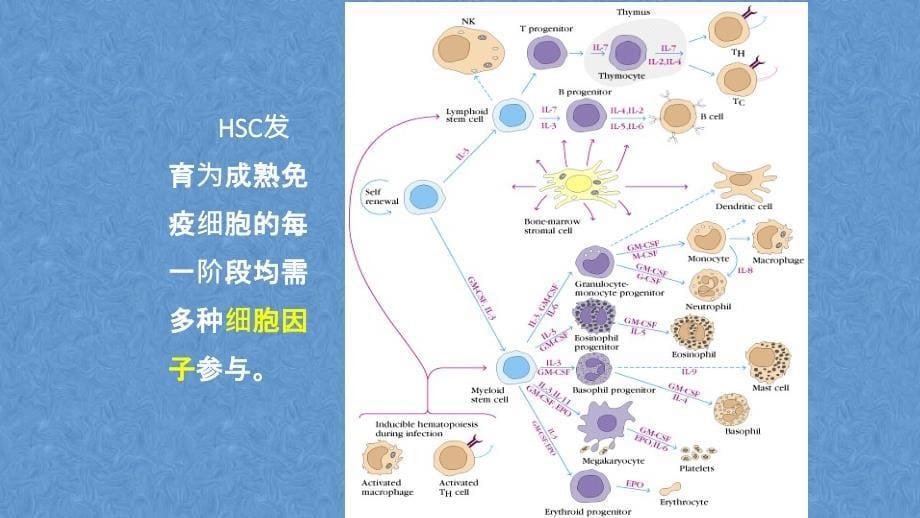 免疫细胞：造血干细胞(HSC) PPT课件_第5页