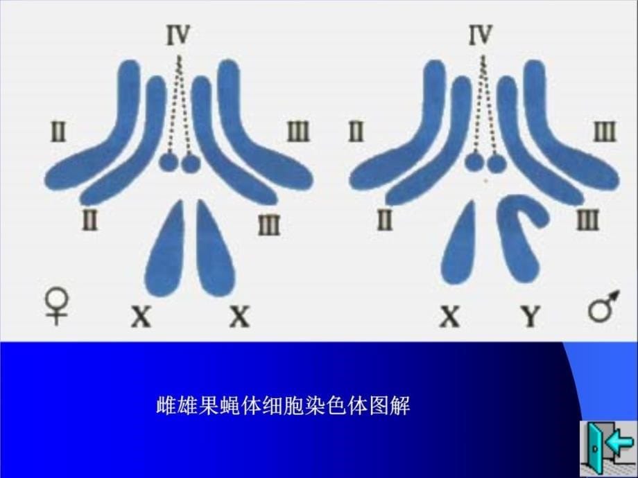 别决定与伴遗传研究报告_第5页