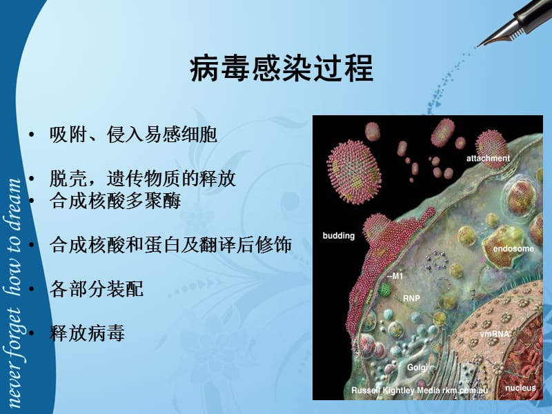 儿科常见病毒及抗病毒药物简化版(共77页)[共77页]_第3页