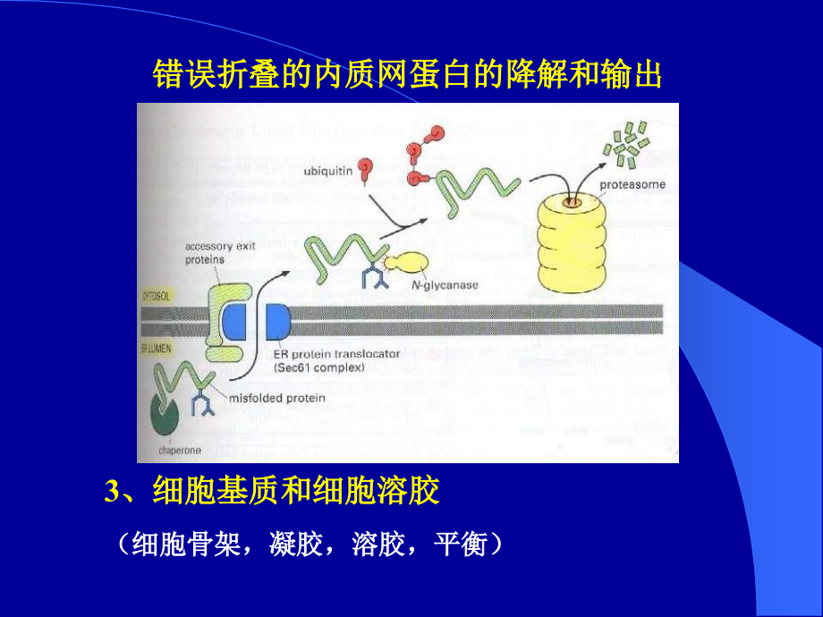 fm【生物课件】第六章 细胞基质与细胞内膜系统说课材料_第2页