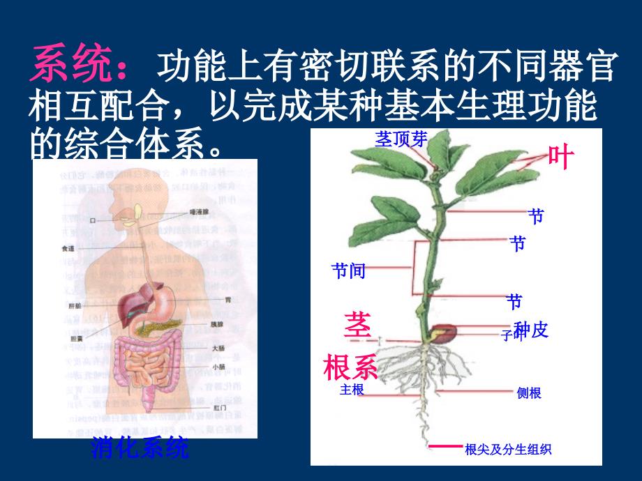 器官--组织--细胞茎尖分生组织纤维细胞ppt课件_第4页