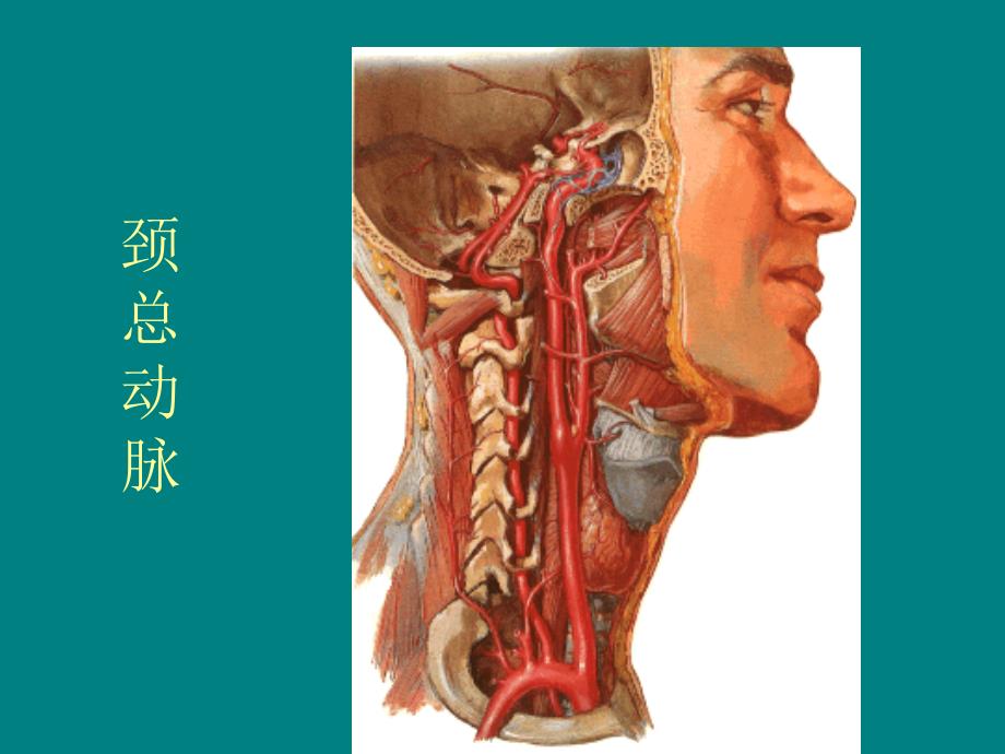 体表动脉搏动点和指压止血法的形态基础ppt课件_第3页