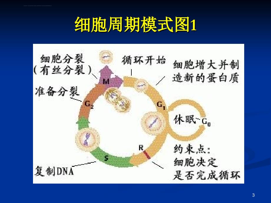 化疗所致骨髓抑制的治疗课件_第3页