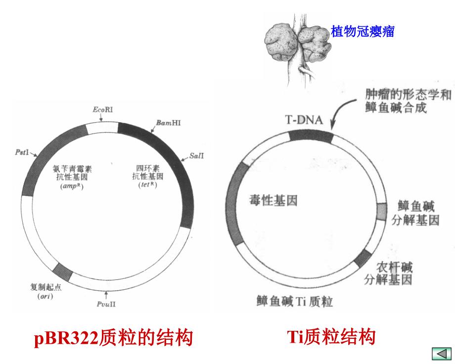 {城乡园林规划}十六蛋白质工程和基因工程的简介_第4页