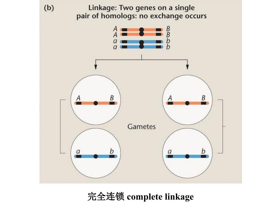 {连锁经营管理}第4章连锁遗传与性连锁_第4页