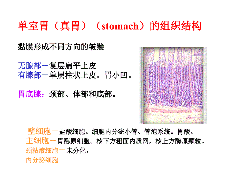 南京农业大学-动物组织胚胎学-消化系统课件_第4页
