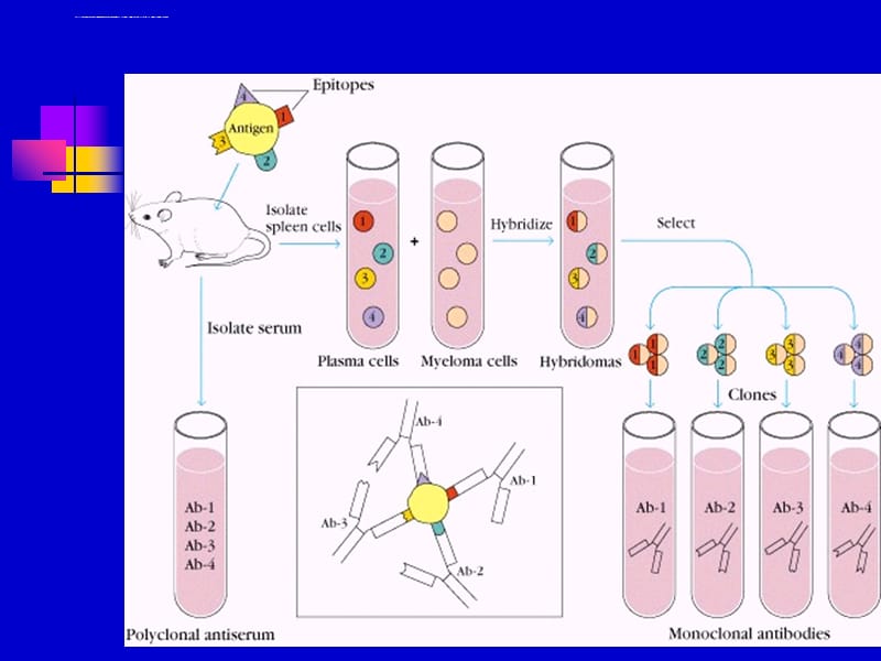单克隆抗体与基因工程抗体制备课件_第3页