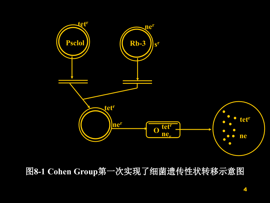 {城乡园林规划}8第八章基因工程12)_第4页