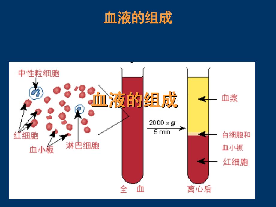 人源性生物制品ppt课件_第3页