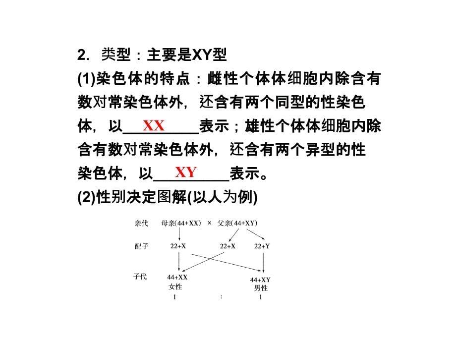 浙科版必修2第二章第三节《性染色体与伴性遗传》ppt课件_第5页