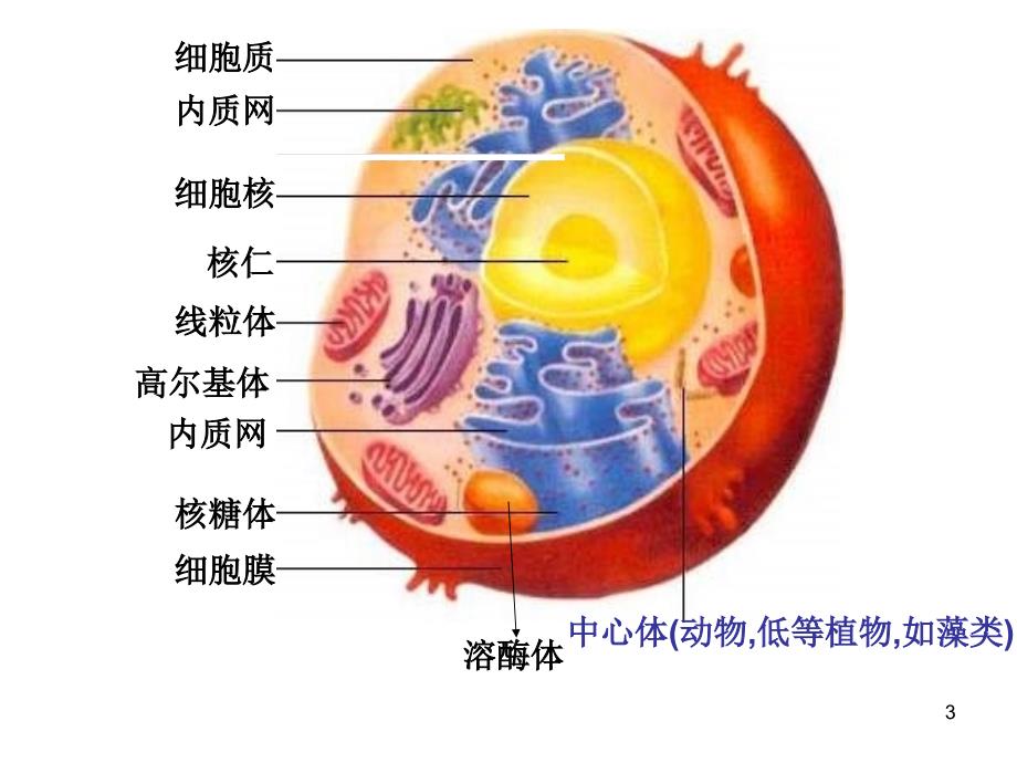 沪科版生命科学高一上32《细胞核和细胞器》PPT课件4_第3页