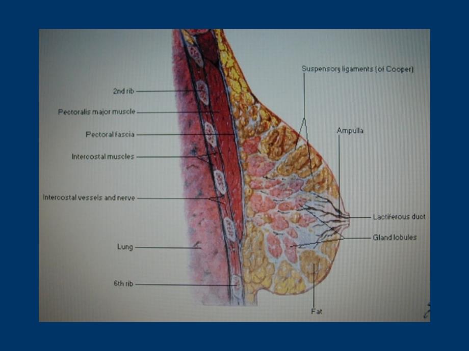 乳房疾病解剖图ppt课件_第2页