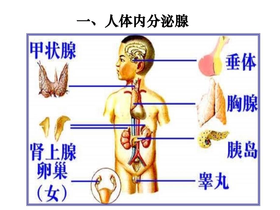 沪科版生命科学高二上53《内分泌系统中信息的传递和调节》PPT课件15_第2页