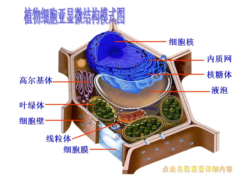 浙科版必修1第五节《原核细胞》ppt课件1_第3页