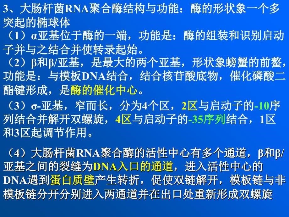 第32章RNA的生物合成与加工课件_第5页