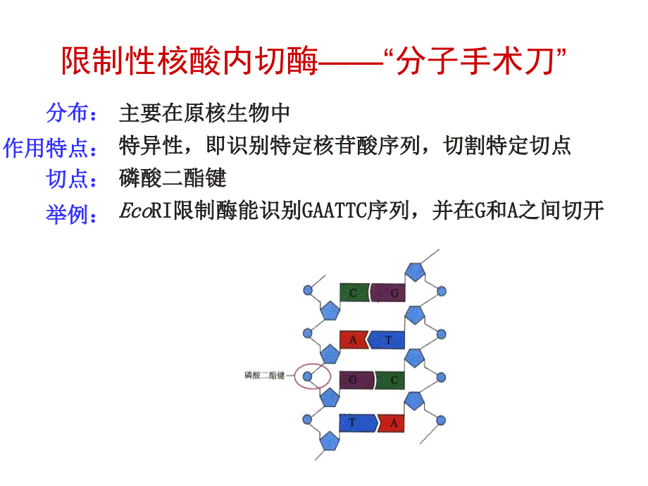 {城乡园林规划}基因工程专题14课时复习课用共2课时上完_第4页