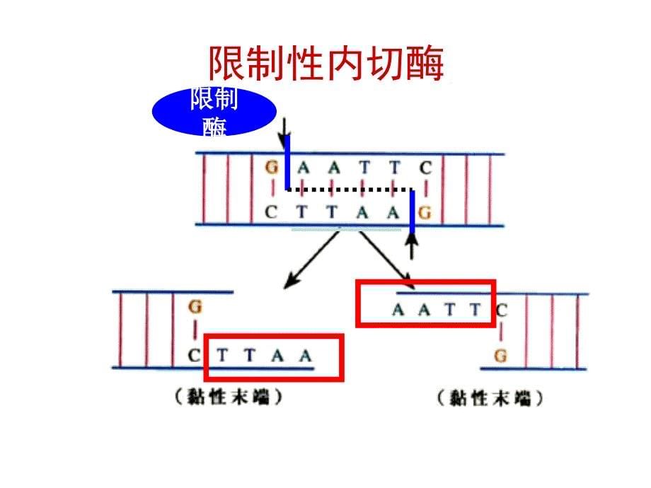 {城乡园林规划}基因工程专题14课时复习课用共2课时上完_第5页