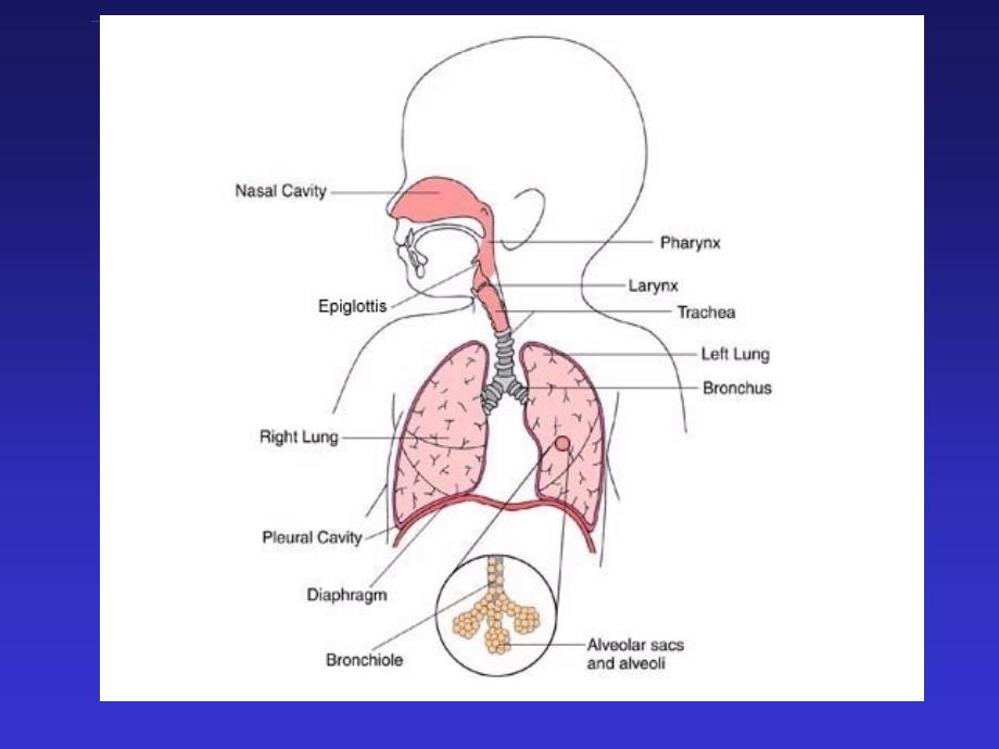 第12章小儿呼吸系统疾病课件_第2页