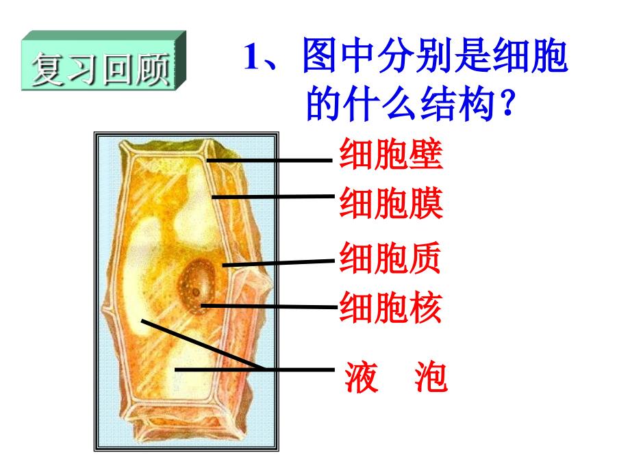 人教版七上《动物细胞》ppt课件2_第2页