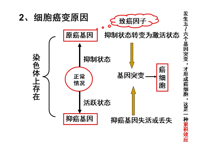 第3节癌细胞的主要特征及防治课件_第5页