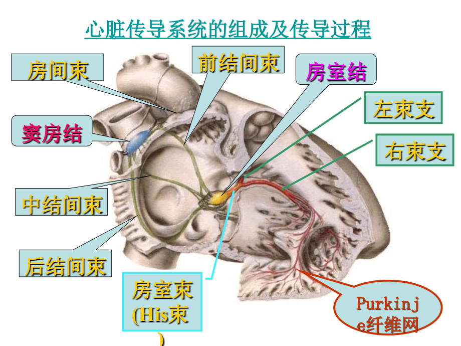 第19章 抗心律失常药课件_第3页