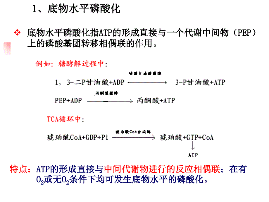 第24章生物氧化课件_第3页