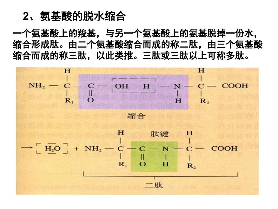 第3节蛋白质、核酸的结构和功能课件_第3页