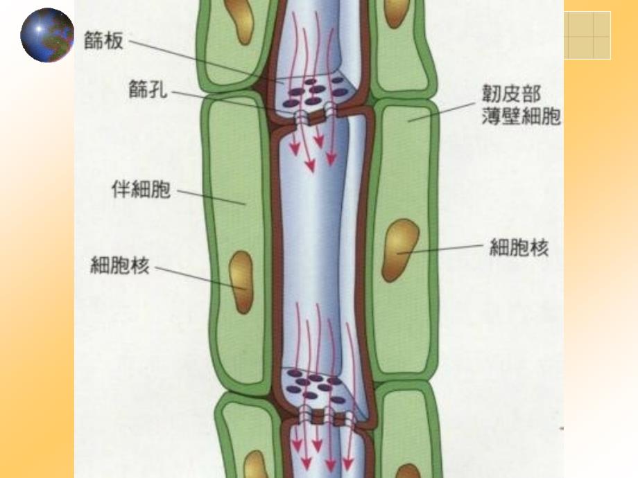 {交通运输管理}养分的运输_第4页