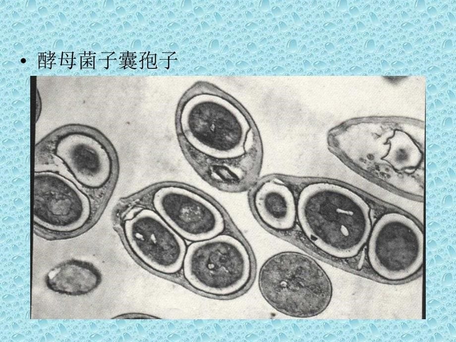 第2章、菌种培养课件_第5页