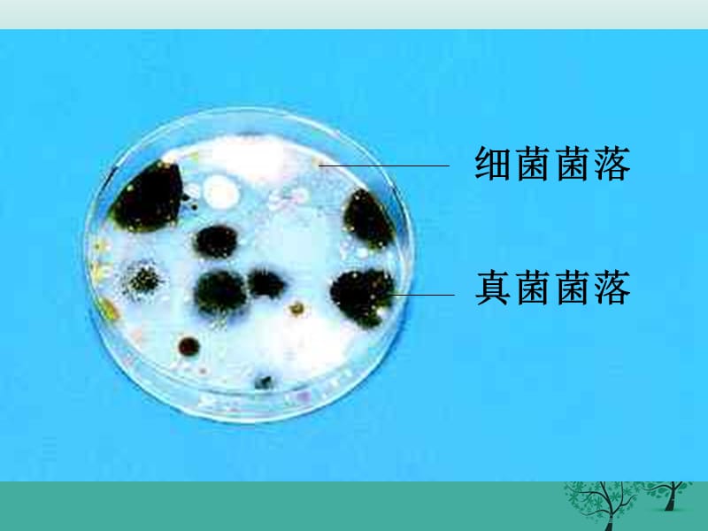 八年级生物上册第四章第一节细菌和真菌的分布教学课件（新版）新人教版_第5页