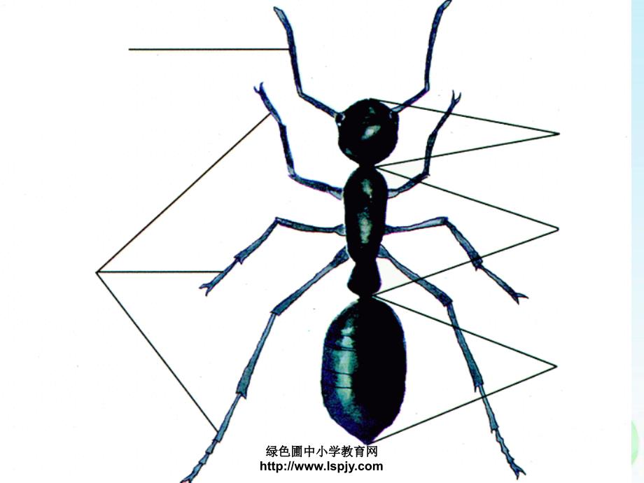 四年级上册科学第四单元身体的结构课件_第1页