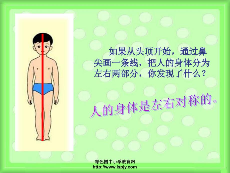 四年级上册科学第四单元身体的结构课件_第4页