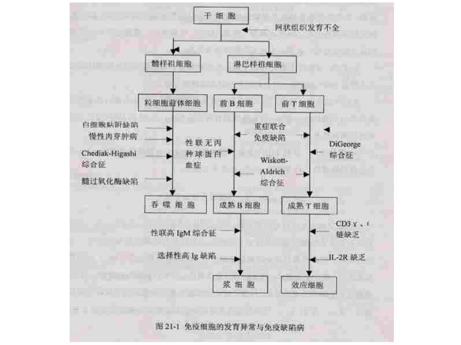 第19章免疫缺陷病课件_第3页