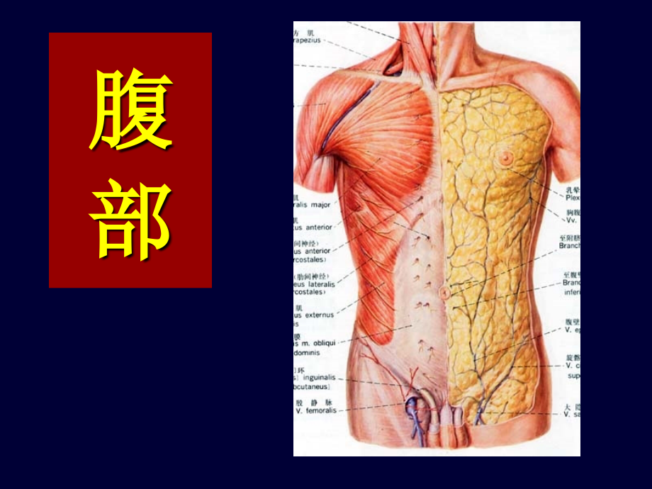 局部解剖学腹部教材课程_第1页