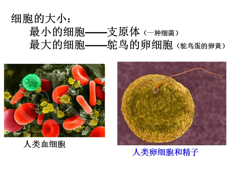 《生物21《细胞概述》课件(浙科版必修1)》-精选课件（公开PPT）_第3页