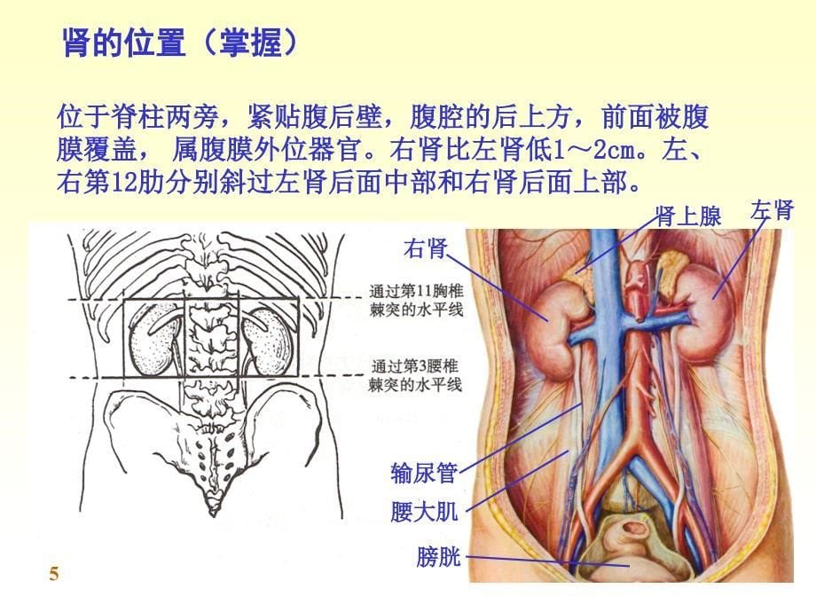 《人体系统解剖教程-内脏学-泌尿系统》-精选课件（公开PPT）_第5页