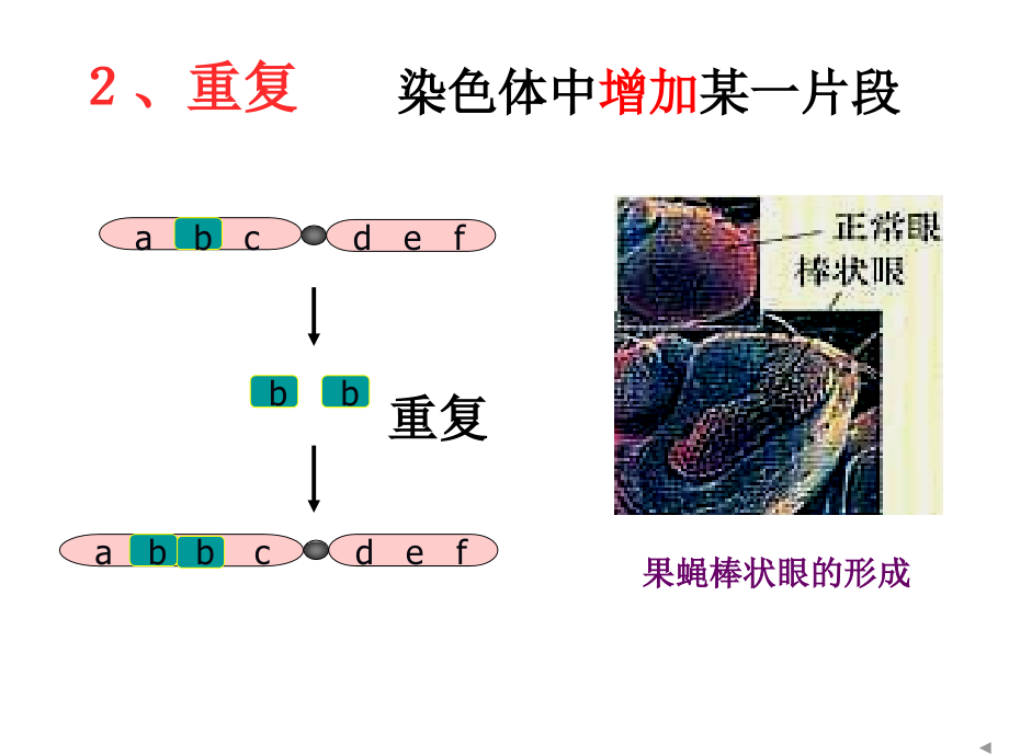 《染色体变异8385514》-精选课件（公开PPT）_第4页