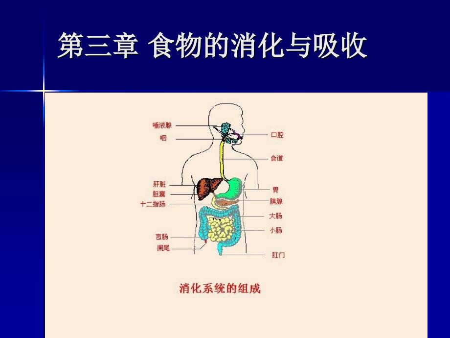 第三章食物的消化与吸收知识分享_第1页