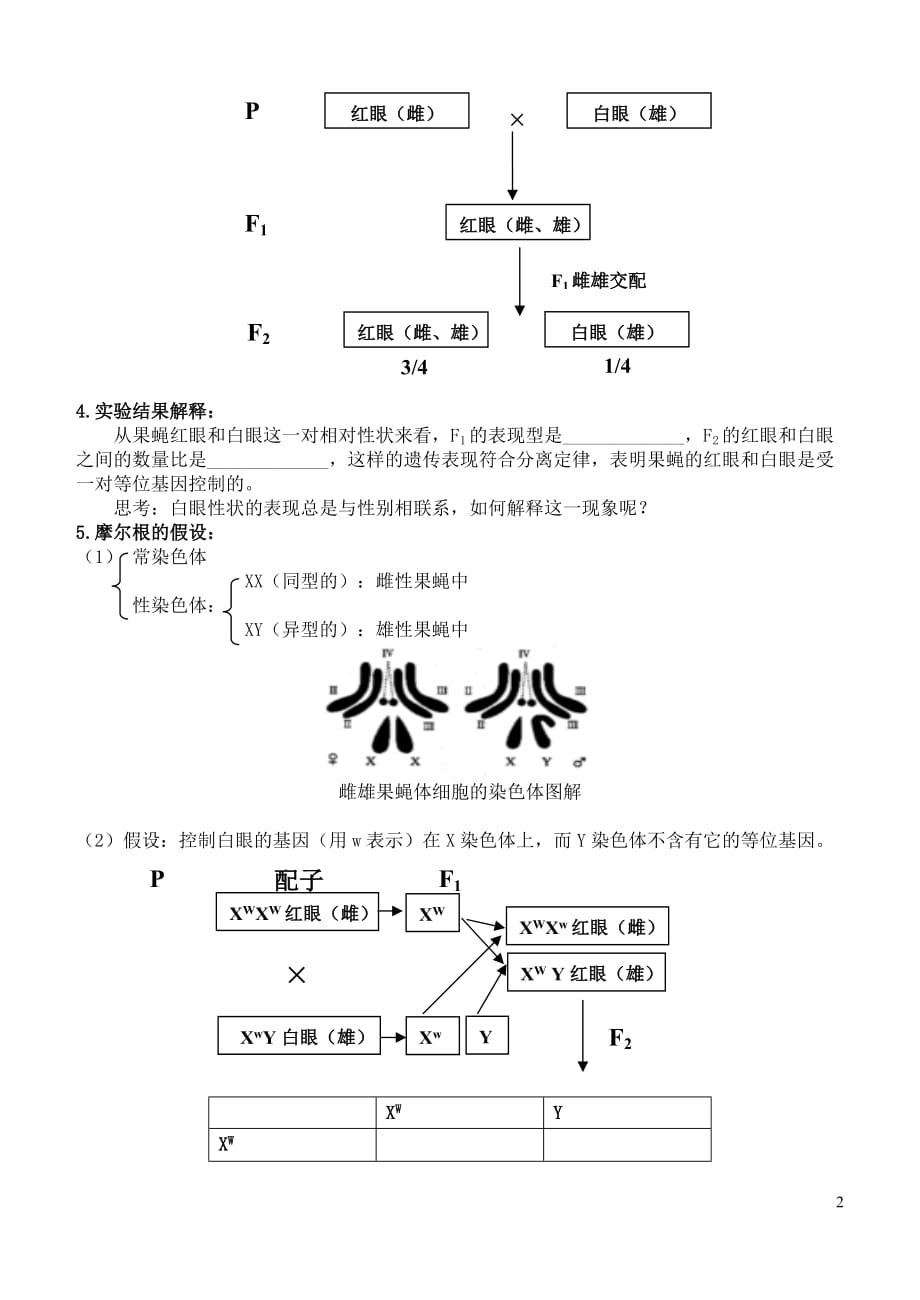 高中生物 《减数分裂和受精作用》教案5 新人教版必修2.doc_第2页