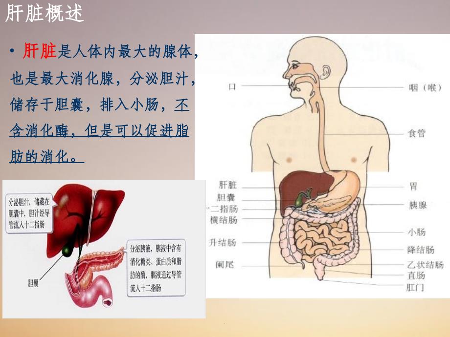 肝脏的解剖及分段ppt课件_第4页