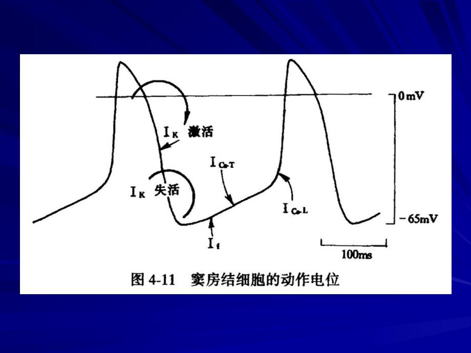 二心肌的自动节律性培训资料_第4页